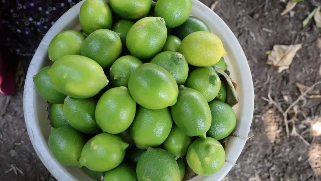 Adana’da Limonu Hem Don Hem Kuraklık Vurdu! Altın Değerinde Hasat Başladı 2